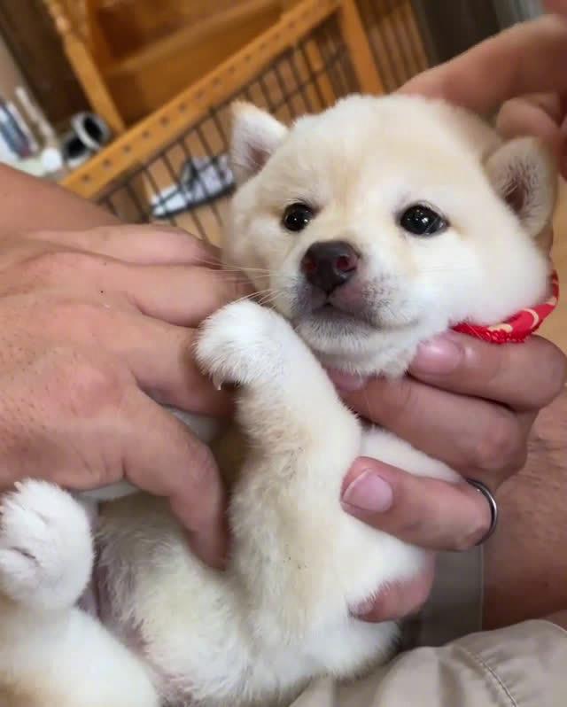 小奶柴真的太治愈了