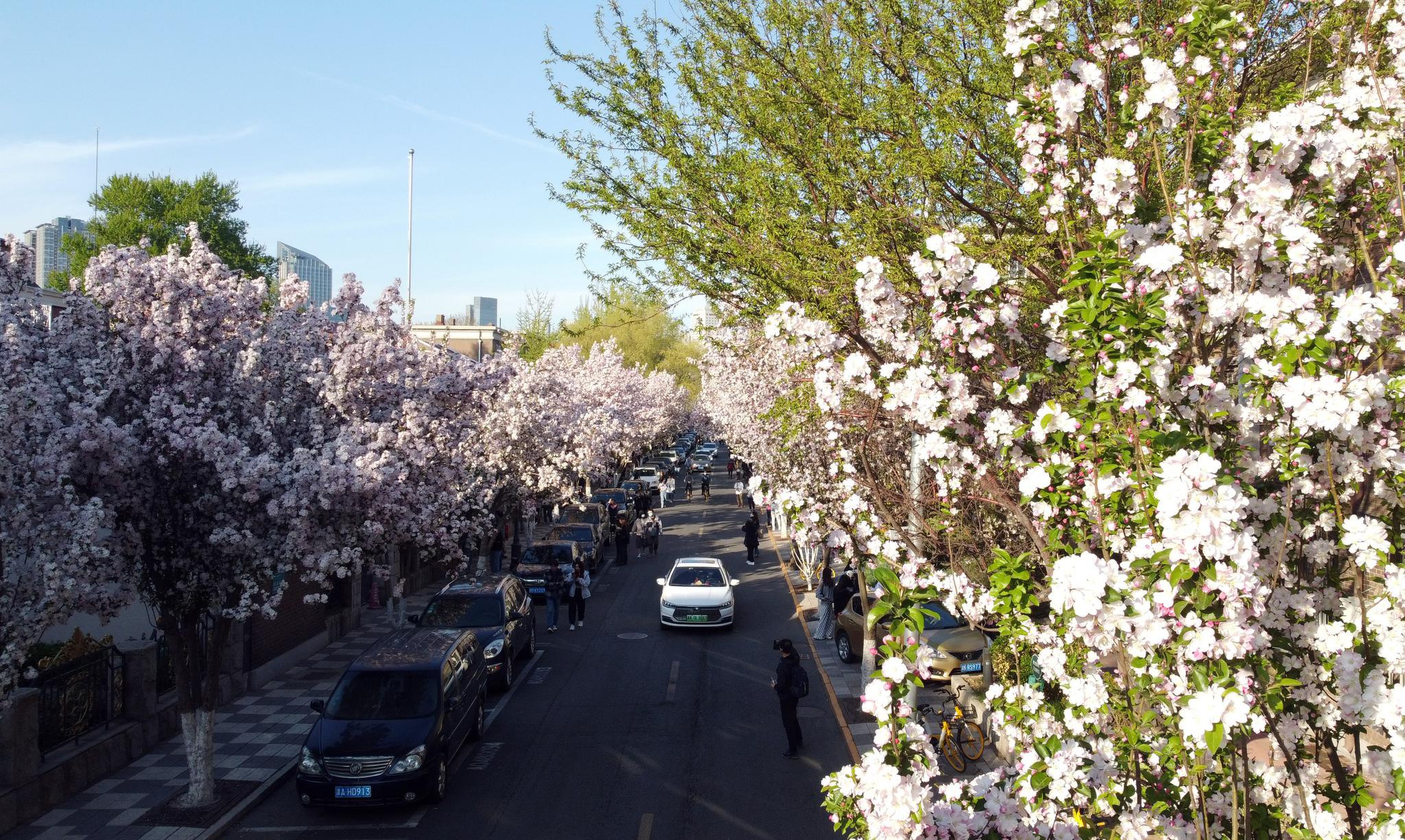 天津:海棠花开大理道