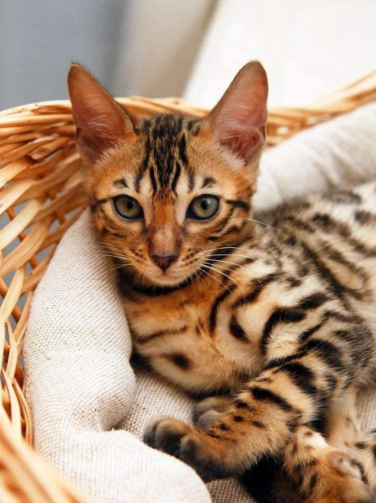 心理测试你觉得哪只猫狸你最想养测你未来是否能成为人上人