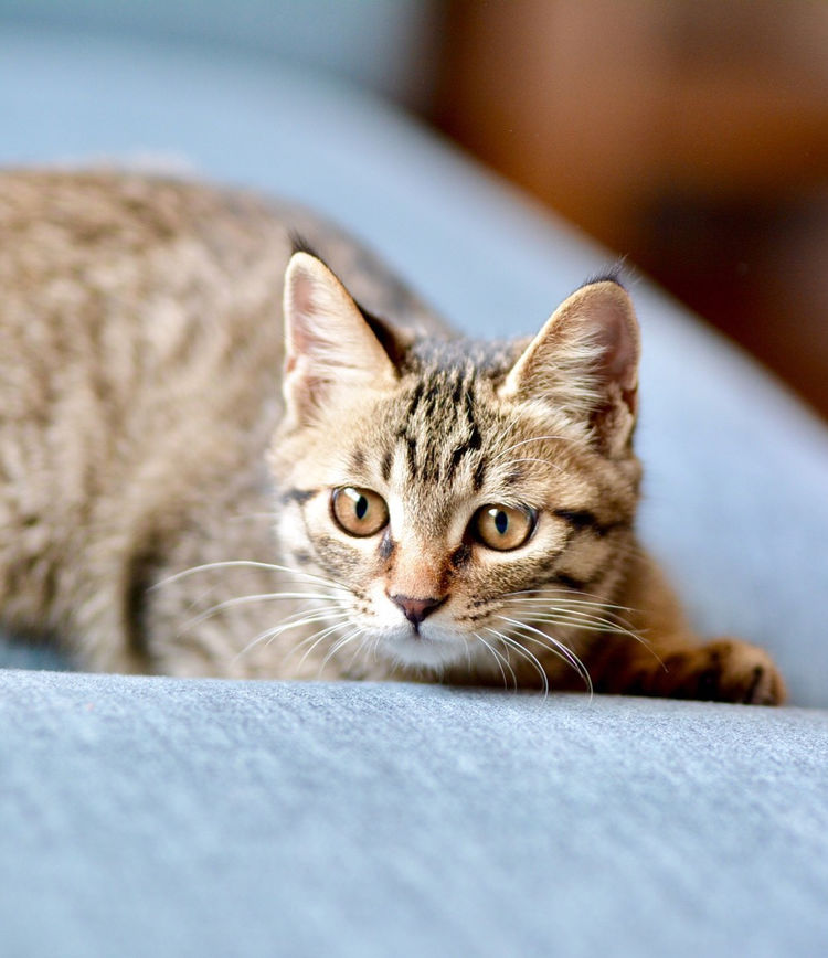 心理测试你觉得哪只猫狸你最想养测你未来是否能成为人上人