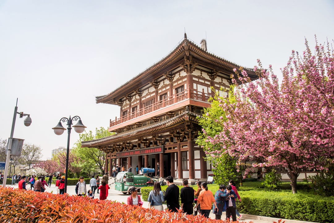 西安青龙寺满城樱花,樱花季游人如织