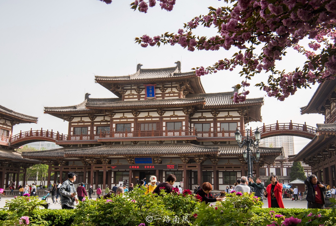 西安青龙寺满城樱花,樱花季游人如织