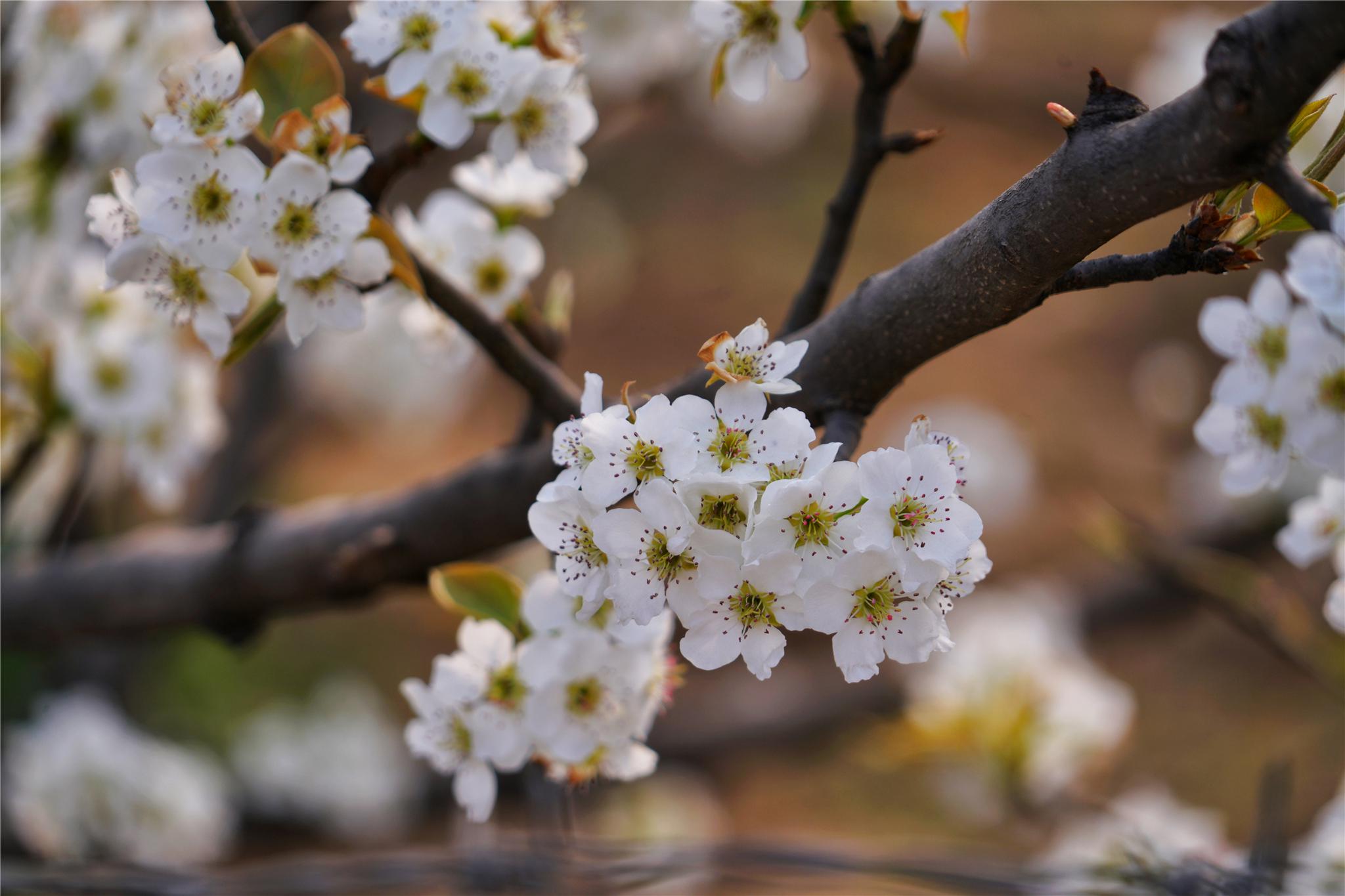 孝道村孙家寨,这四个地方各有特色,不仅可以欣赏到梨花盛放的春景,还