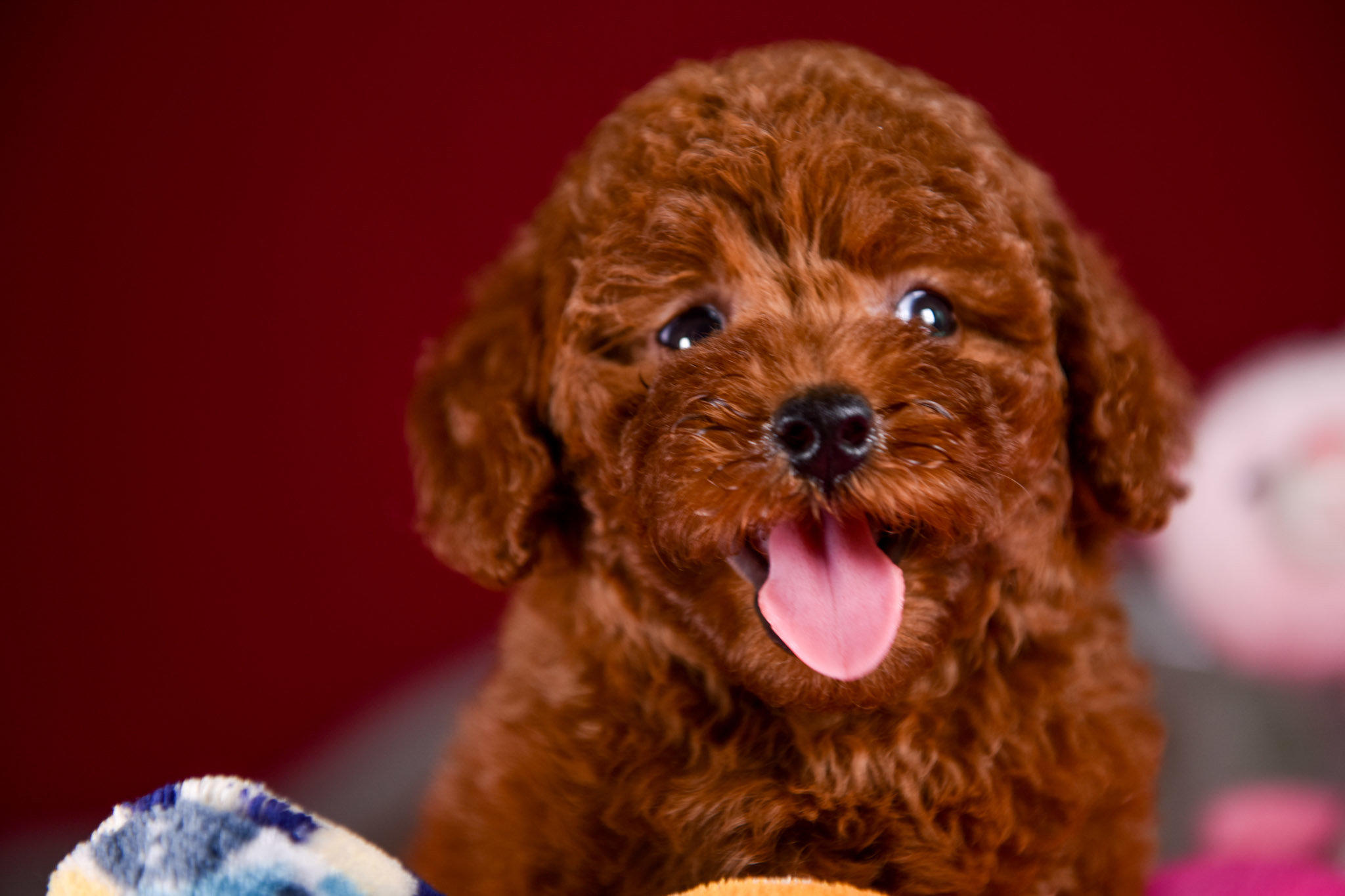 想把泰迪养好你需要知道这几件事情