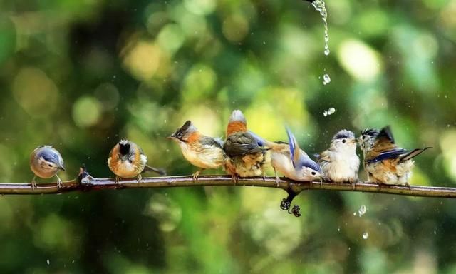 清晨的鸟鸣,让人斗志昂扬,壮哉!你听见了吗?