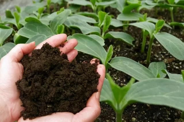 养花先养根,5步养出大白根,吸收水分足,花朵也水灵|养花|植物|根系