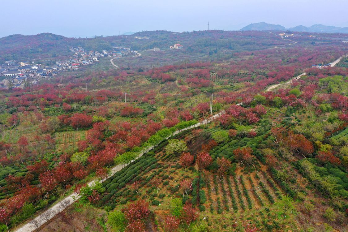 杖锡樱花园破例收费了宁波第一赏樱环线赏樱胜地一路看完