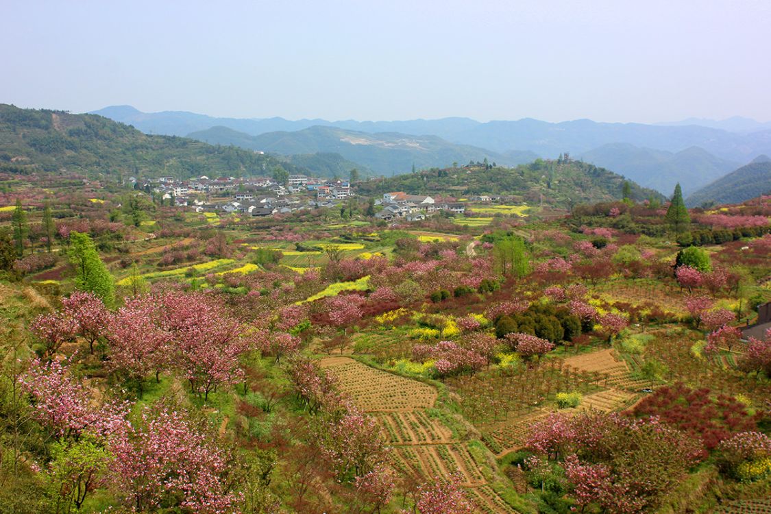 杖锡樱花园破例收费了宁波第一赏樱环线赏樱胜地一路看完