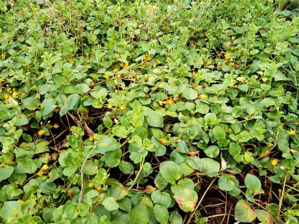 你家乡路边可能就有请认识一下价值十分高蛇见到它都怕