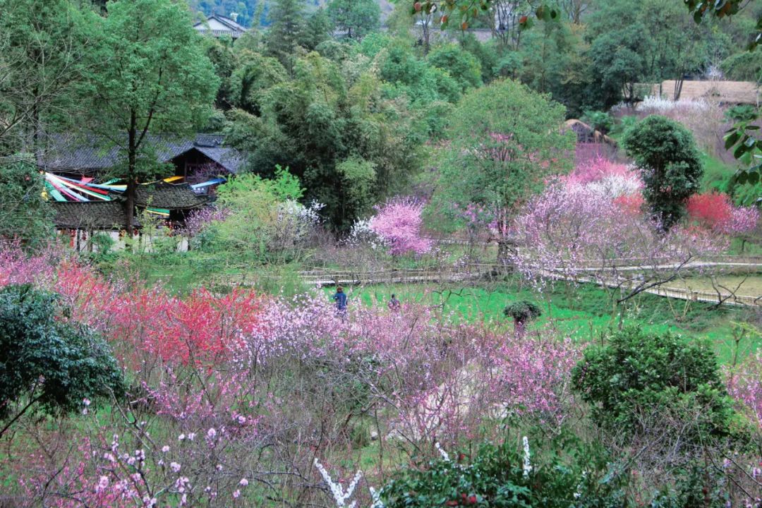 清明节去哪玩?重庆这些地方值得去踏青