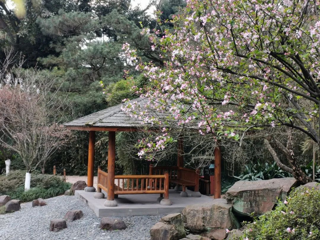 广岛园 渝中区城市管理局供图