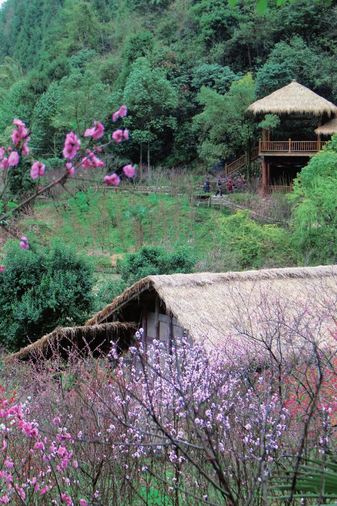 桃花源里盛放着一整个春天的烂漫天真满树繁花,浓浓淡淡红似火,白胜雪
