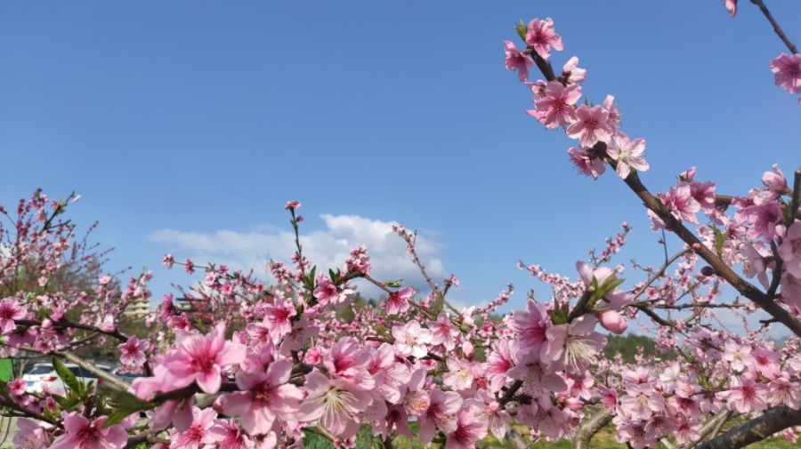 千亩桃李林 图:巫溪发布