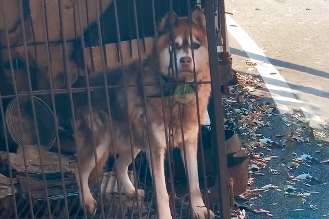 狗狗被主人关在笼里10年，被救后已经无法走路，叼着食物不愿撒嘴休闲区蓝鸢梦想 - Www.slyday.coM
