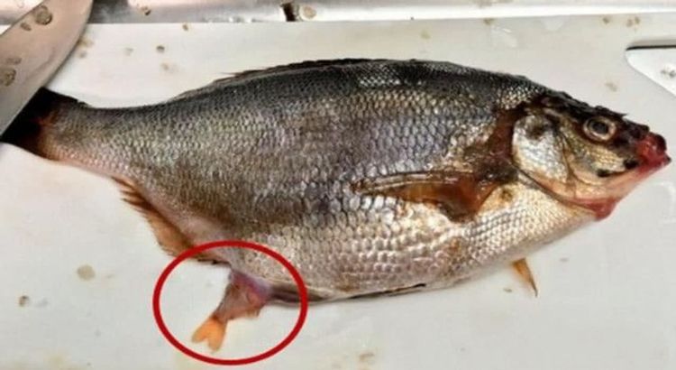 男子超市买了条鱼察觉鱼肚子有问题破开肚子看大呼赚大发
