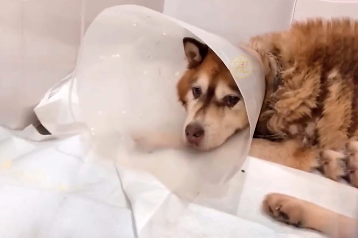 狗狗被主人关在笼里10年，被救后已经无法走路，叼着食物不愿撒嘴休闲区蓝鸢梦想 - Www.slyday.coM