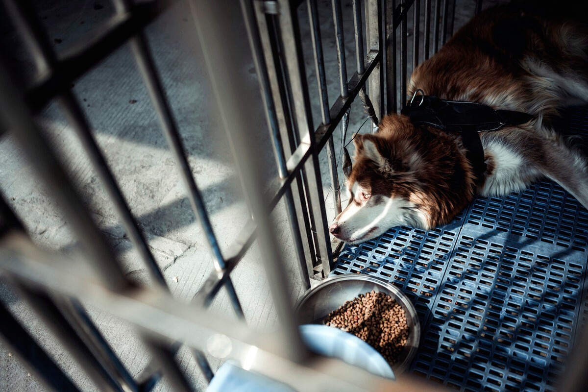 狗狗被主人关在笼里10年，被救后已经无法走路，叼着食物不愿撒嘴休闲区蓝鸢梦想 - Www.slyday.coM