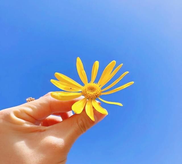 关于花的正能量句子(关于花的正能量句子有哪些)