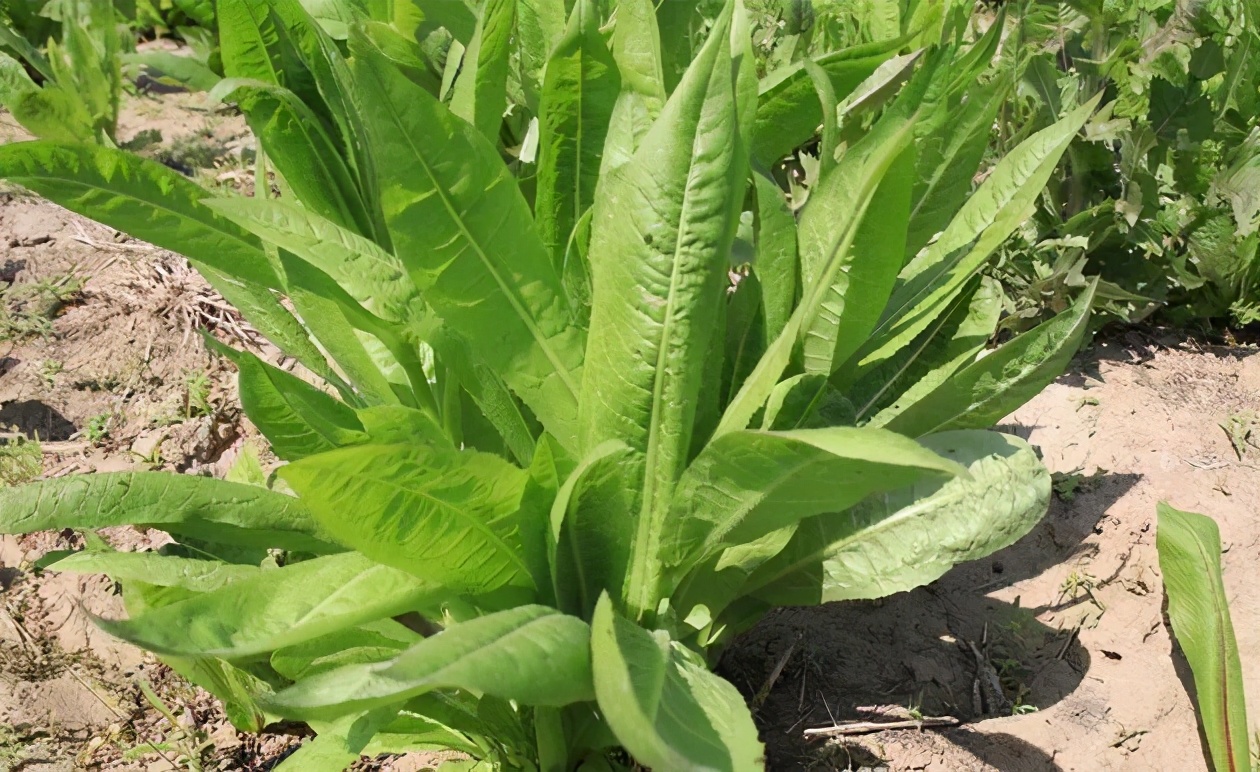 现代药理研究表明,蓝菊叶的有效物质,可抑制尿酸合成过程中酶的作用