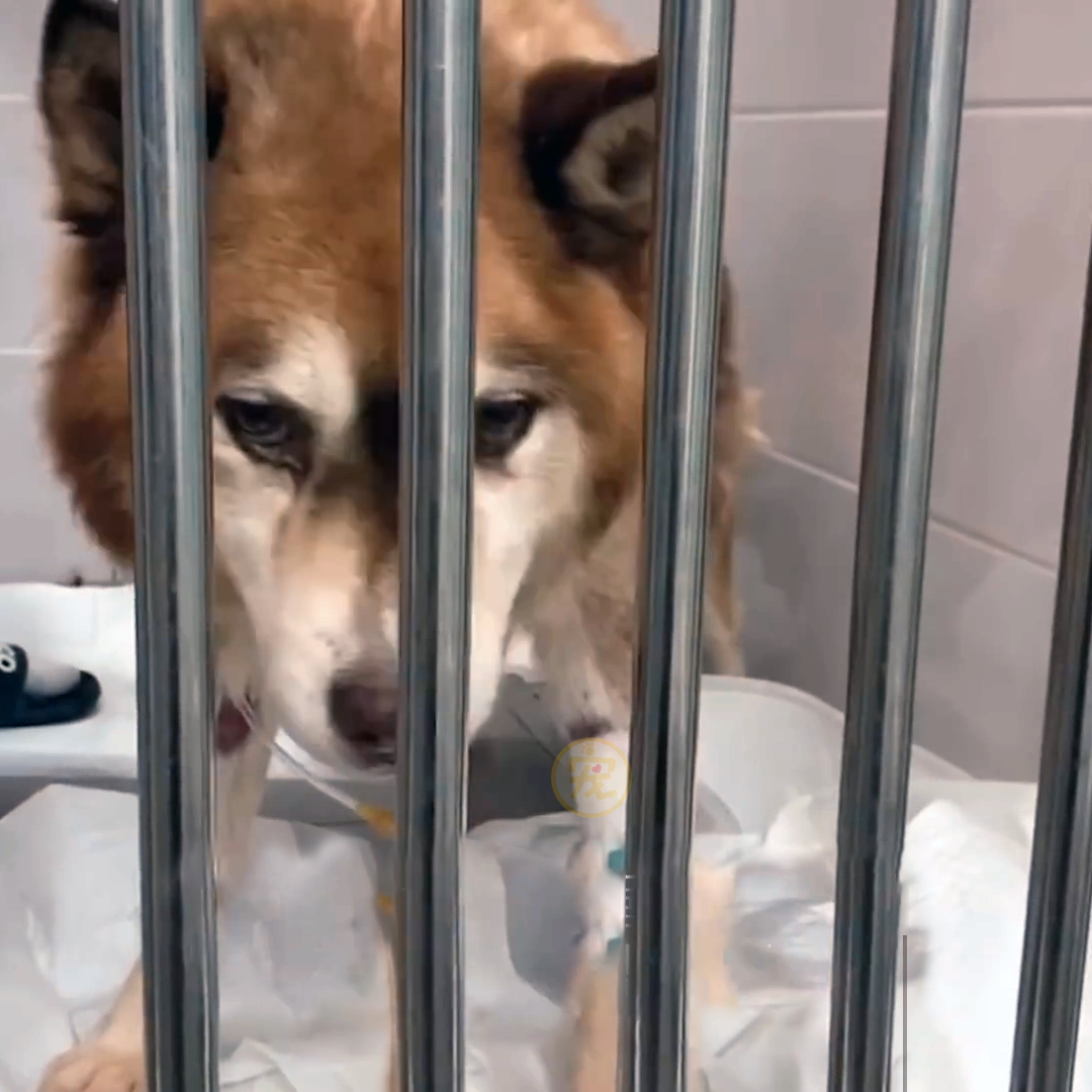 狗狗被主人关在笼里10年，被救后已经无法走路，叼着食物不愿撒嘴休闲区蓝鸢梦想 - Www.slyday.coM