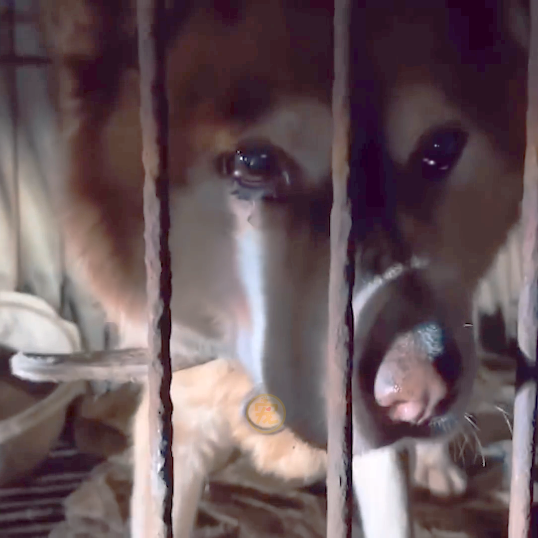 狗狗被主人关在笼里10年，被救后已经无法走路，叼着食物不愿撒嘴休闲区蓝鸢梦想 - Www.slyday.coM