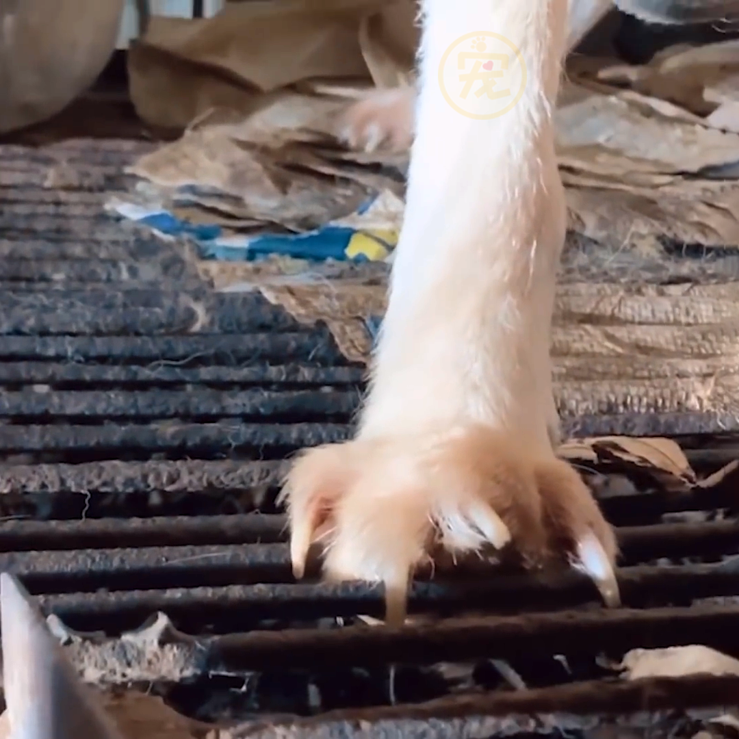 狗狗被主人关在笼里10年，被救后已经无法走路，叼着食物不愿撒嘴休闲区蓝鸢梦想 - Www.slyday.coM