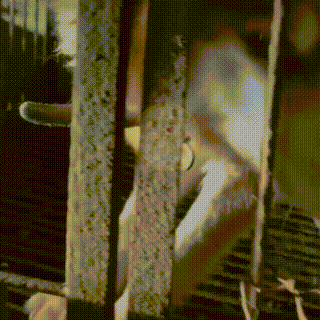 狗狗被主人关在笼里10年，被救后已经无法走路，叼着食物不愿撒嘴休闲区蓝鸢梦想 - Www.slyday.coM