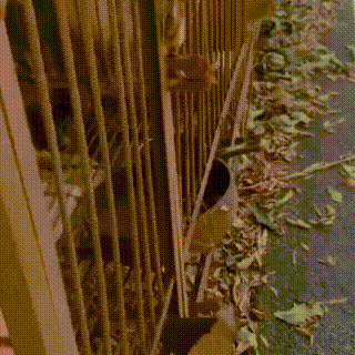 狗狗被主人关在笼里10年，被救后已经无法走路，叼着食物不愿撒嘴休闲区蓝鸢梦想 - Www.slyday.coM