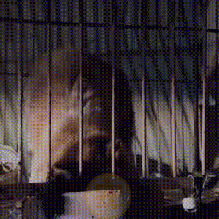 狗狗被主人关在笼里10年，被救后已经无法走路，叼着食物不愿撒嘴休闲区蓝鸢梦想 - Www.slyday.coM