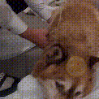 狗狗被主人关在笼里10年，被救后已经无法走路，叼着食物不愿撒嘴休闲区蓝鸢梦想 - Www.slyday.coM