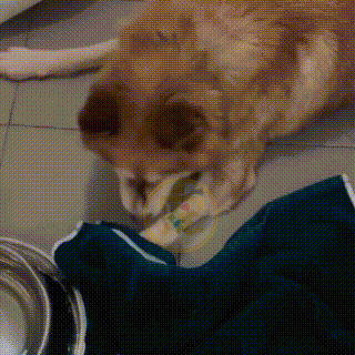 狗狗被主人关在笼里10年，被救后已经无法走路，叼着食物不愿撒嘴休闲区蓝鸢梦想 - Www.slyday.coM