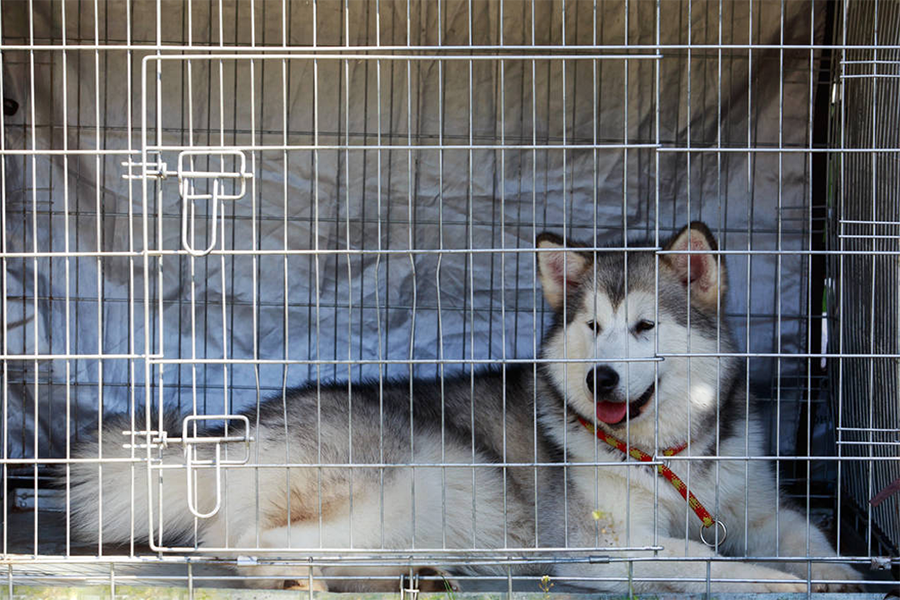 狗狗被主人关在笼里10年，被救后已经无法走路，叼着食物不愿撒嘴休闲区蓝鸢梦想 - Www.slyday.coM