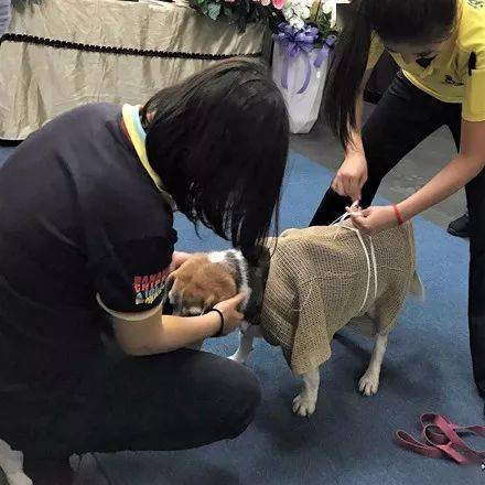 热狗似乎什么都懂让热狗来当他的儿子,为他披麻戴孝所以家人们都一致