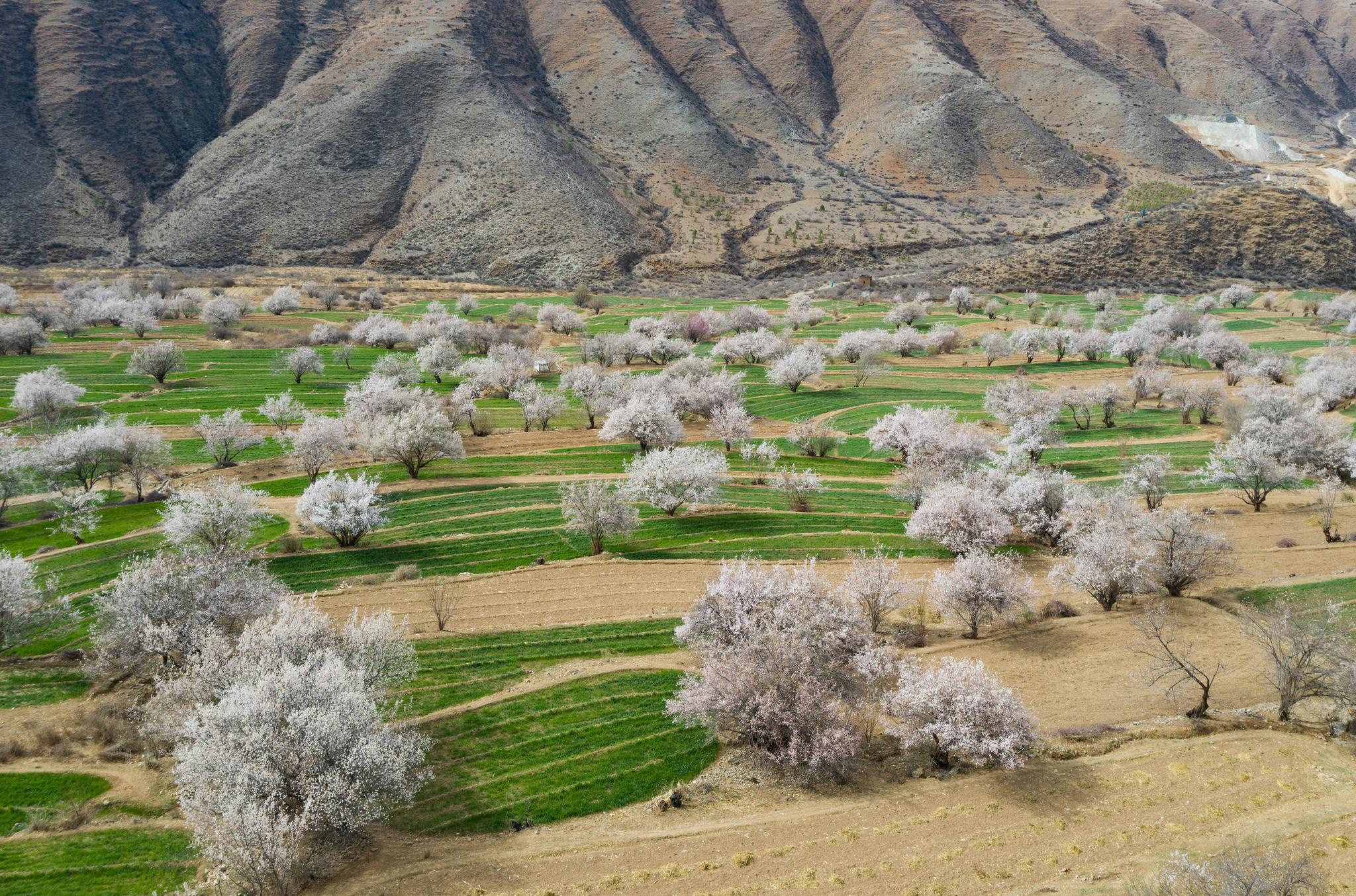新华社记者 江宏景 摄4月4日,在得荣县徐龙乡徐堆村,藏区群众在桃花林