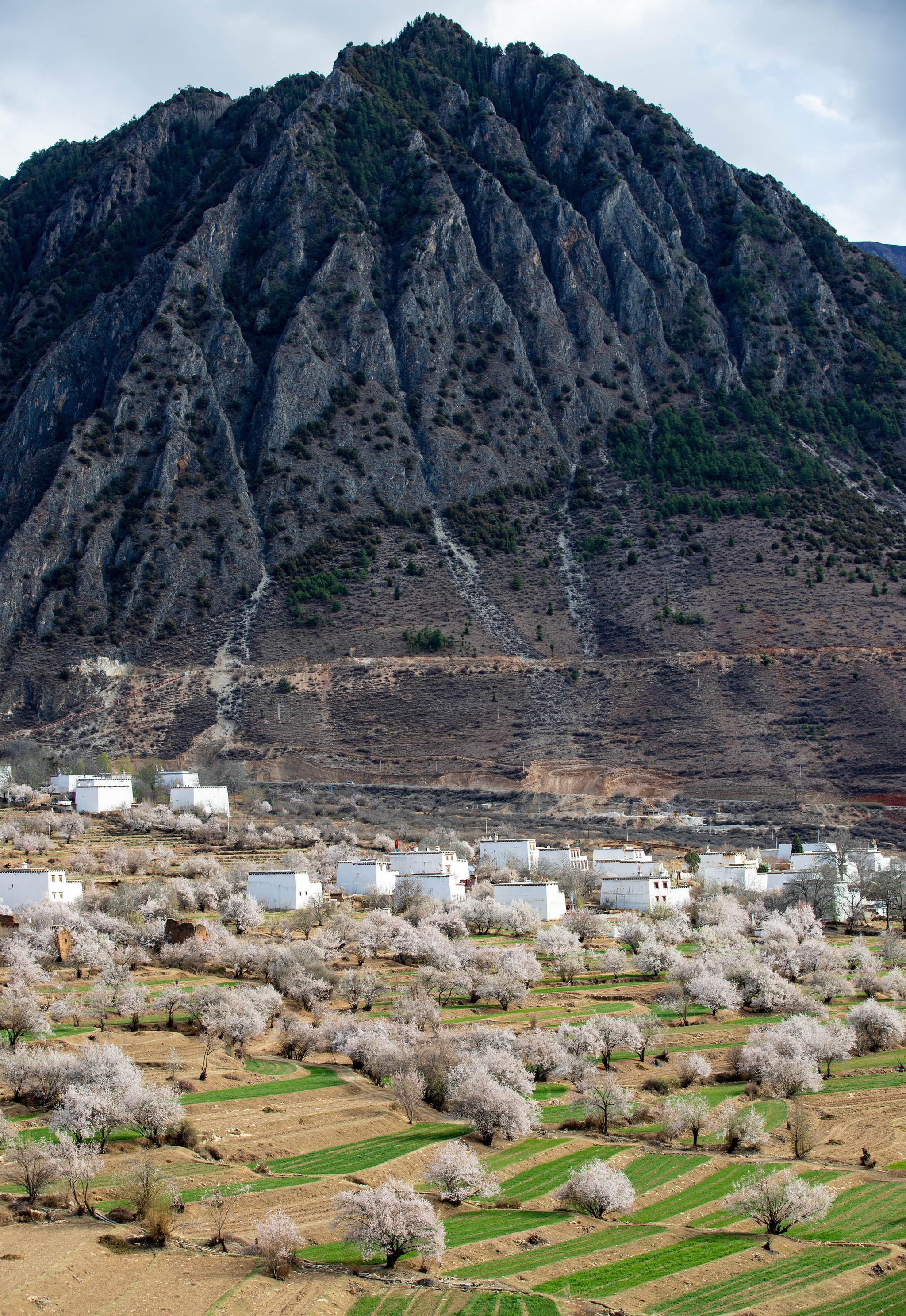 "世外桃园"美如画|得荣县|宏景|桃花_新浪新闻