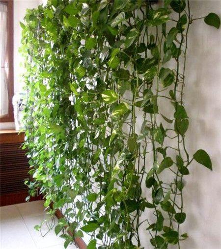 电视墙太空白养点绿萝试一试说不定有惊喜