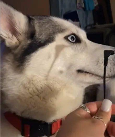 哈士奇咬坏耳机,可面对主人的质问时,居然是这反应,笑喷了