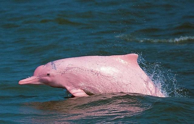 游客在南澳岛游玩时,意外拍下:5只粉色海豚,像是童话故事里的广东南澳