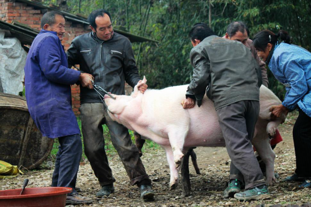 民间故事:屠夫醉酒乱葬岗,得金银发大财,大婚当天被砸断腿
