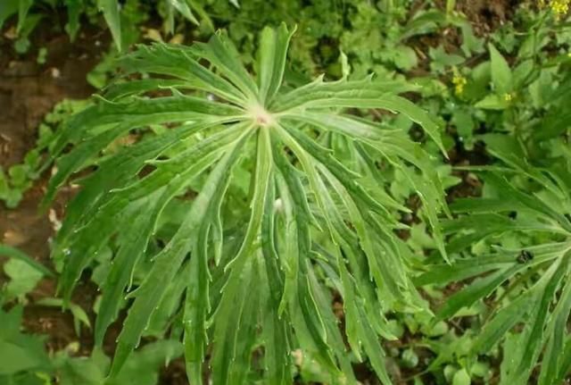 兔儿|农村|小鬼_新浪新闻