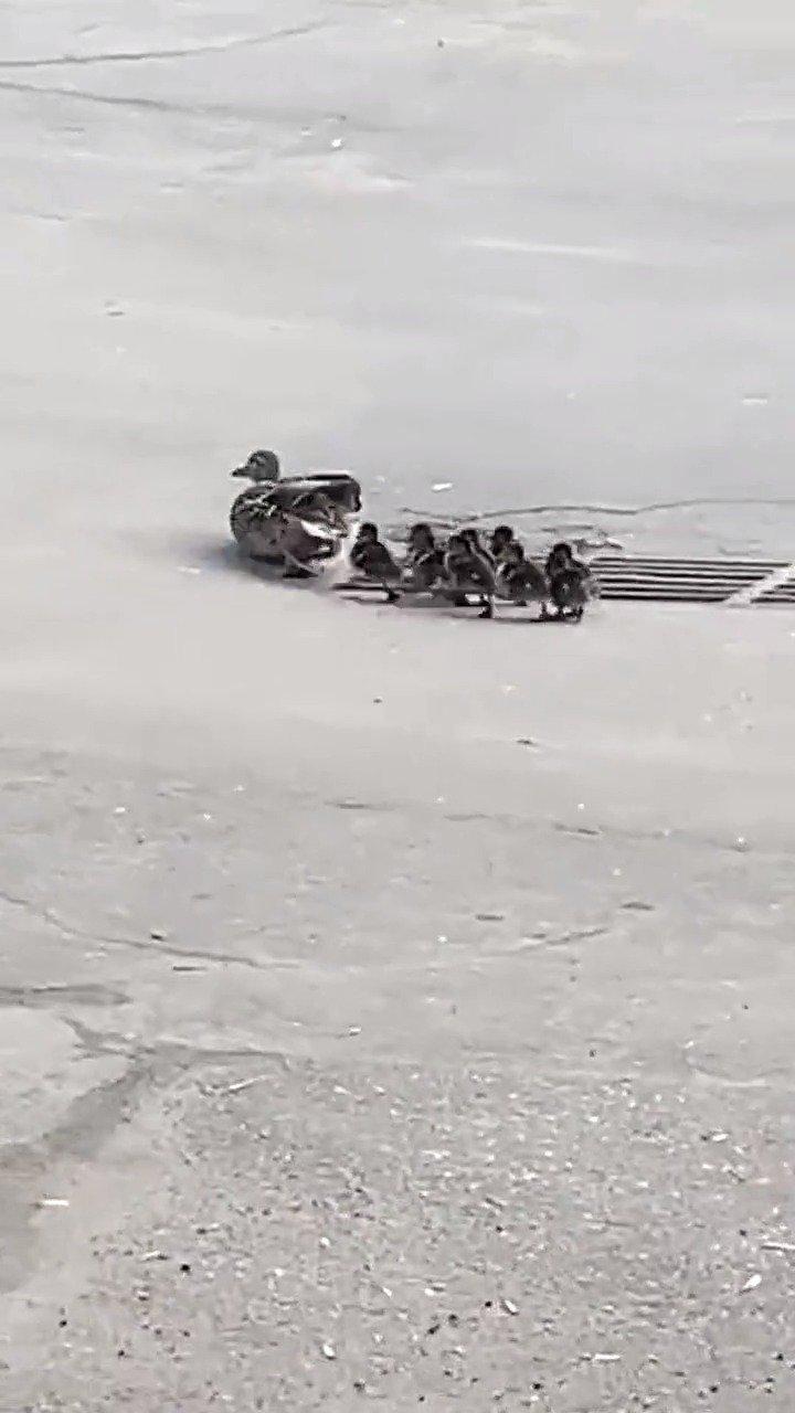 完美演绎什么叫急得团团转