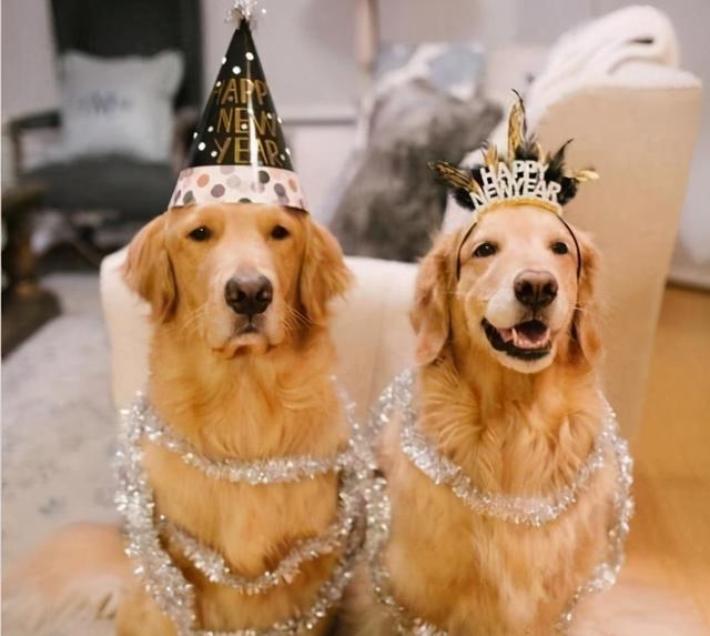 母狗生殖器流血怎么办