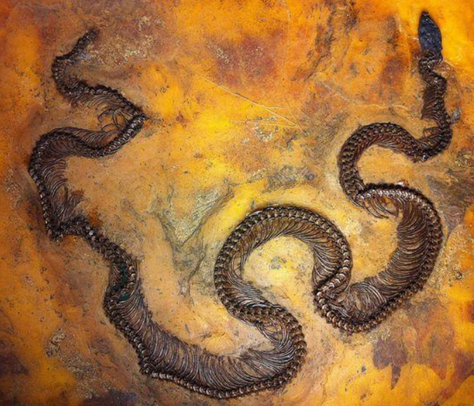 世界上最大的蛇是什么蛇