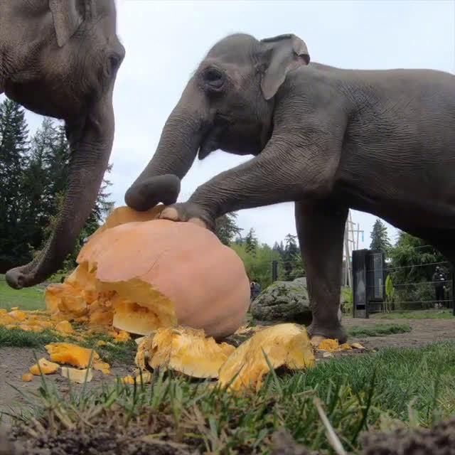 俄勒冈动物园给大象们准备的南瓜大餐