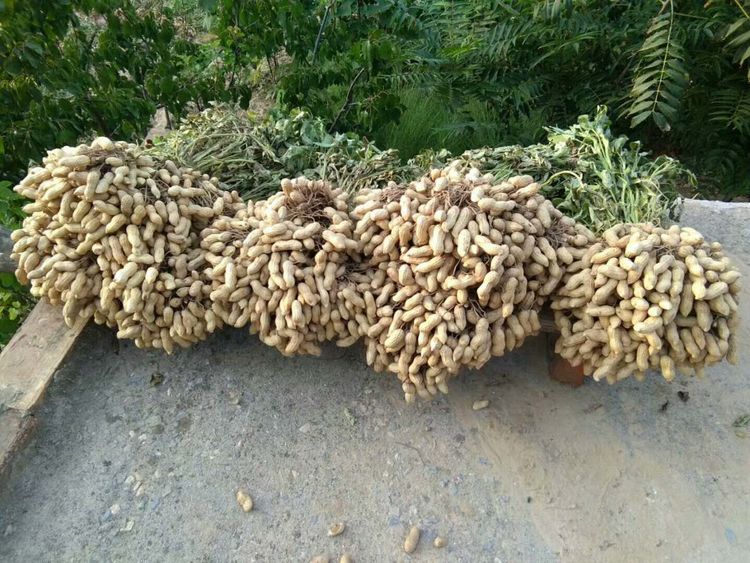 高收花生增产套餐15一亩,农民划得来吗?低投入高回报才是王道!