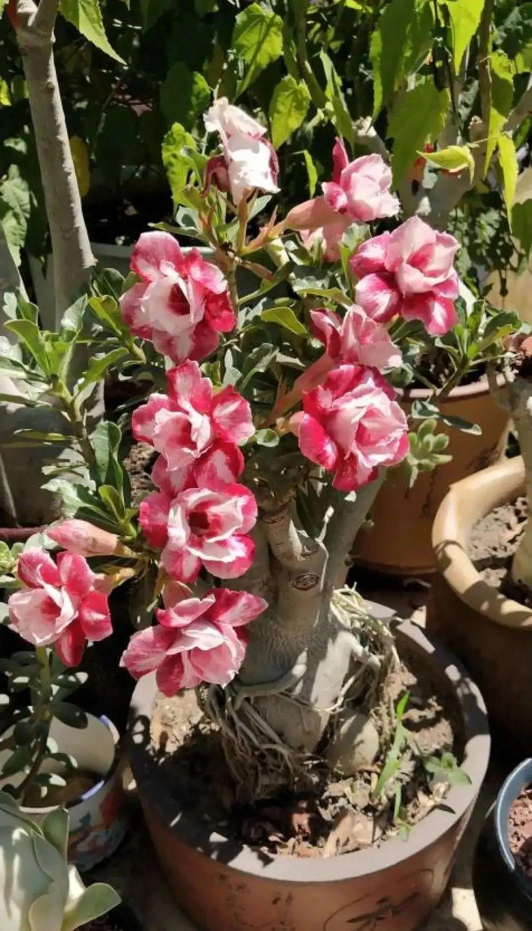 沙漠玫瑰带个大肚子1个月不浇水照样活开花比月季美