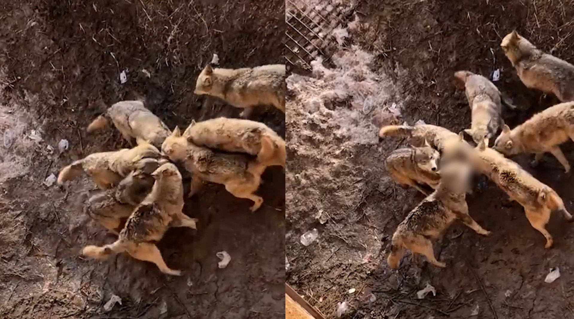 泰迪狗掉入野狼谷被围攻致死 ,目击者:狗抓了主人,主人没抱好