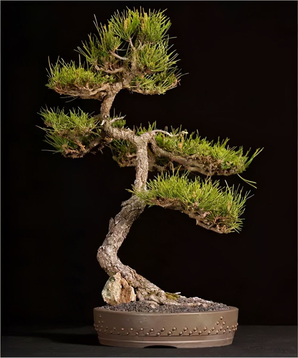 才发现这样养护黑松盆景轻松还好活