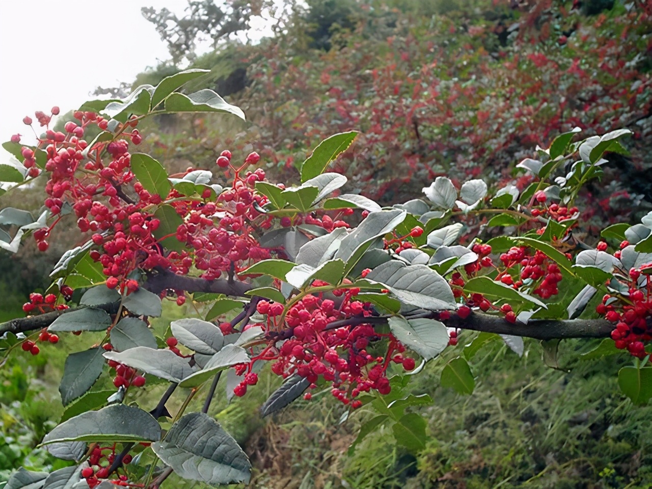 其果实以油重粒大,色泽红亮,芳香浓郁,醇麻可口的独特风味茂汶花椒因