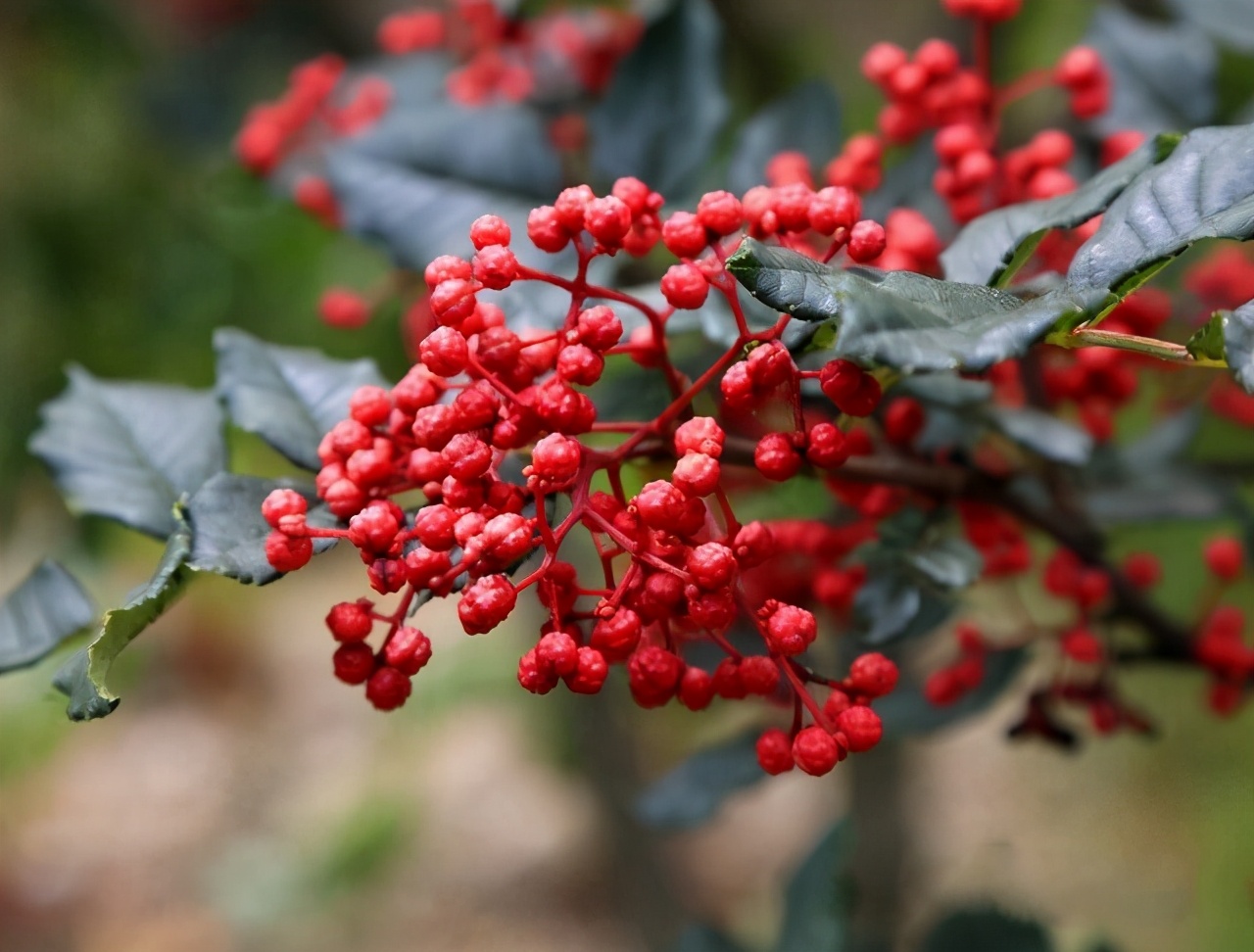 小天带你解密天堂鸟水煮鱼四